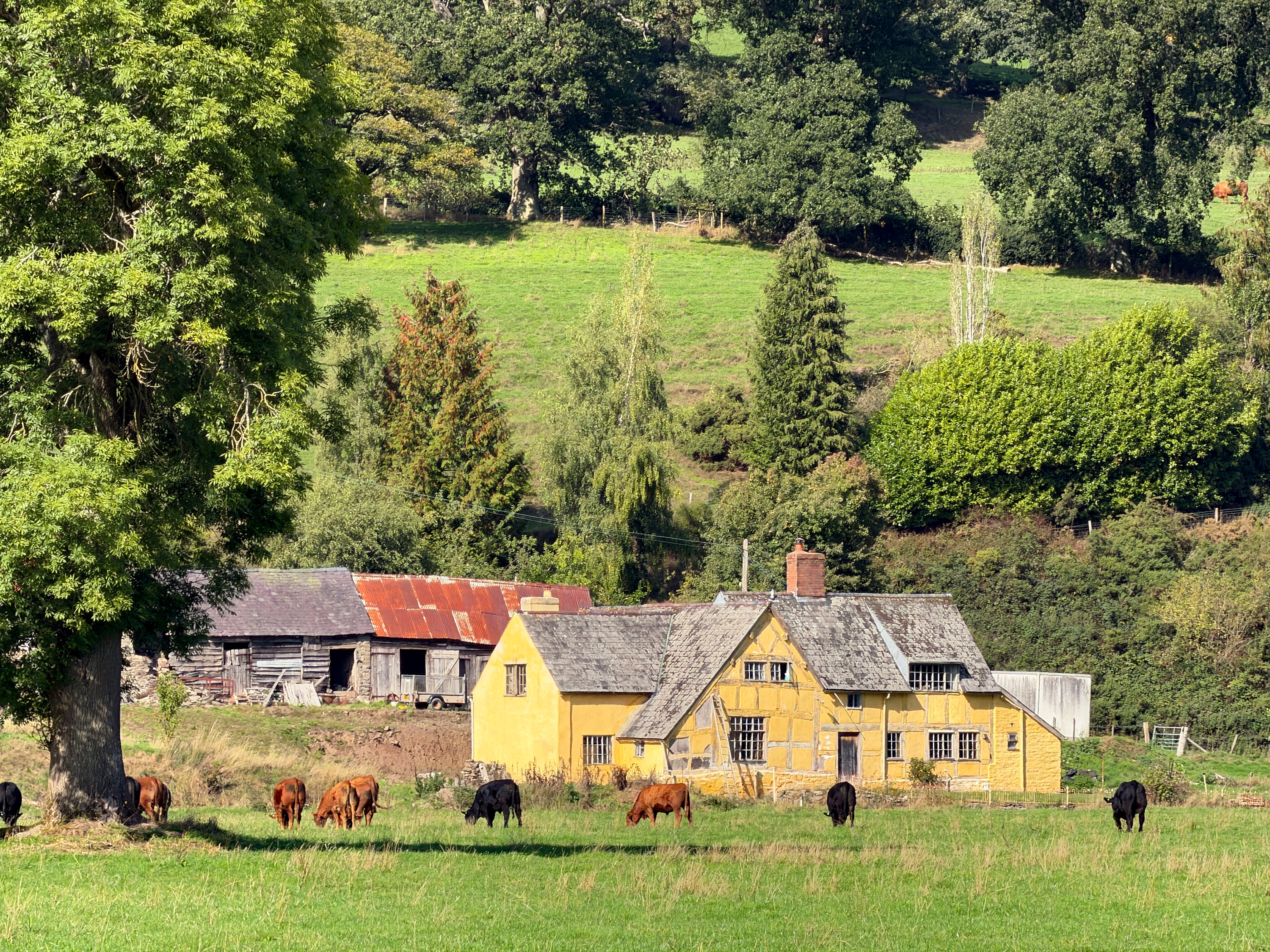 A yellow farmhouse beneath wooded hills, with cattle grazing in the foreground